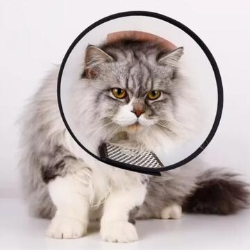 Cono Collare Elisabettiano in Plastica 74x37 cm per... - Marino Fa Mercato